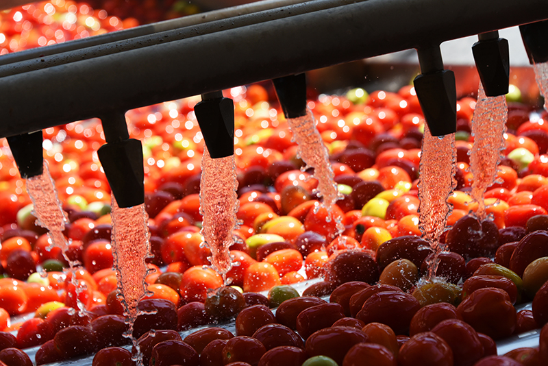 Tomatoes washing on the conveyor line