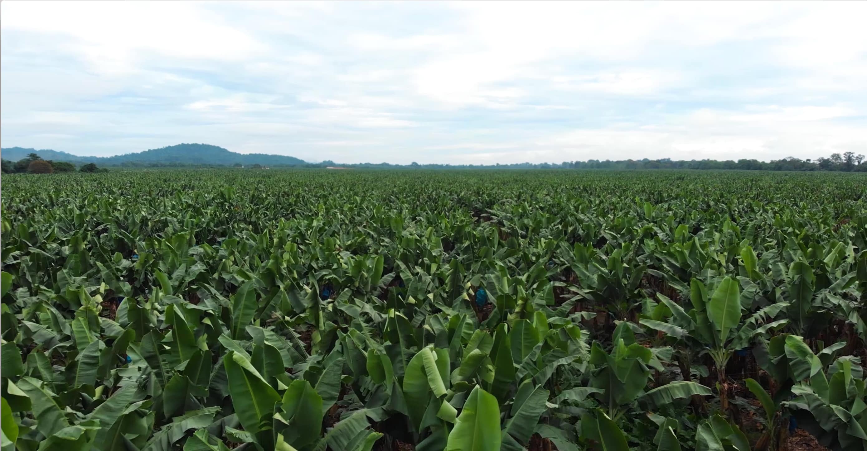 Field shot at eye level of banana leaves with mountains in the far distance.